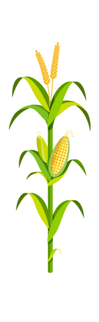 https://www.egc.com/wp-content/uploads/2023/02/Corn-stalk-200x650.png