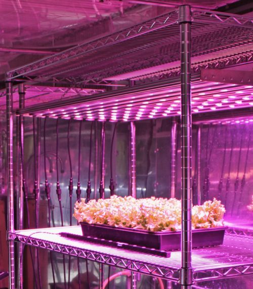 https://www.egc.com/wp-content/uploads/2023/04/led_grow_lights-500x570.jpg